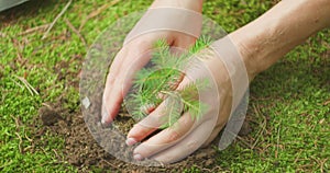 Gentle touch of human hands to nature. Forestry efforts, showing care and planting of young pine tree. Cultivating