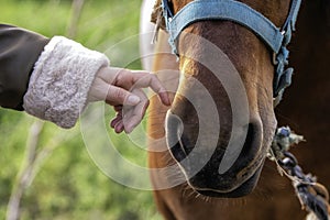 Gentle Touch: Human and Horse Connection