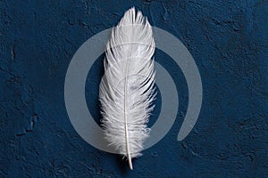 Feather on Blue