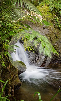 Gentle tropical waterfall in garden in Hawaii