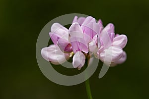 Gentle violet flower