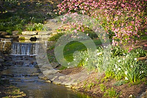 A gentle waterfall going into a stream with pink spring flowers.