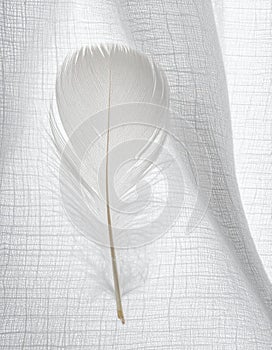 Gentle White Feather on a Textured Surface