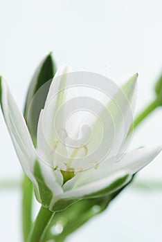 Gentle white flower