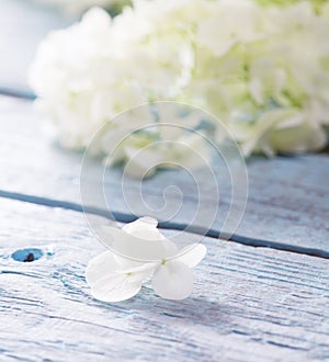 Gentle white flower petal