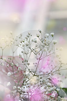 Gentle white gypsophils on a light pastel background