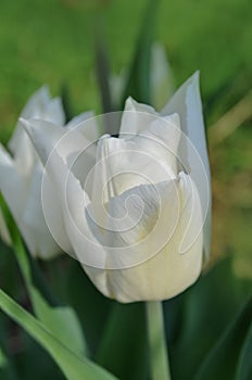 Gentle White prince tulip bloom