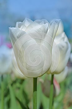 Gentle White prince tulip bloom