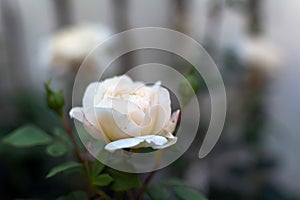 Gentle white rose close-up in soft blur focus