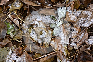 Green yellow leaves fallen from trees and covered with a small thin layer of the first snow.