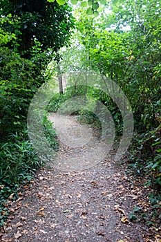 A Gentle Woodland Walk in the Countryside Path