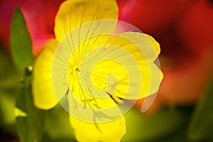 Gentle yellow primrose flower