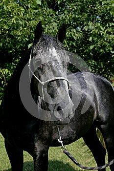 Gentle young lipizzaner standing with homemade bridle