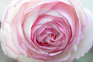 Gentlebeautiful  light rose patels macro