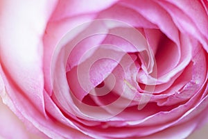 Gentlebeautiful light rose patels macro
