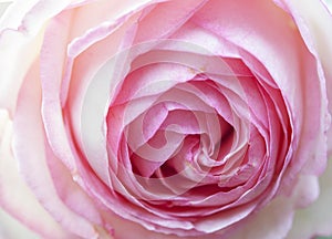 Gentlebeautiful  light rose patels macro