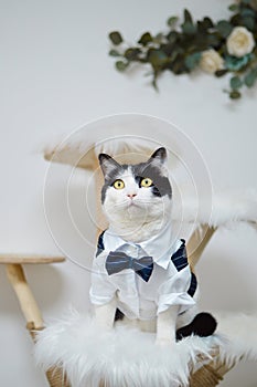 Gentleman cow cat stand for taking photos