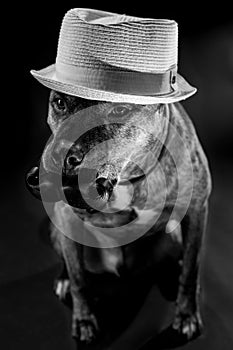 Gentleman Dog with Mustache and Hat