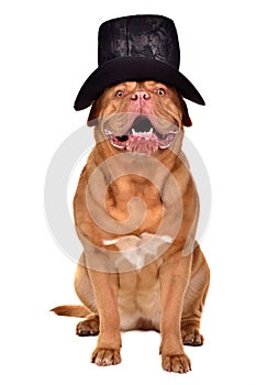 Gentleman dog wearing black hat