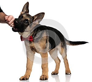 Gentleman german shepard biting a human fist