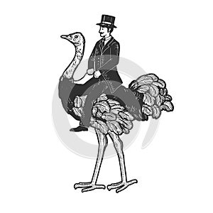 Gentleman riding an ostrich sketch vector