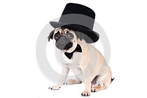 Gentlemen pug dog wearing hat