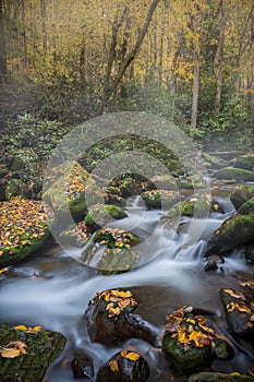 Gently Flowing Stream Coursing Through Fall Colors on a foggy Morning