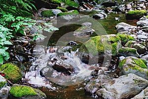 Gently flowing stream flows in west coast forest scene