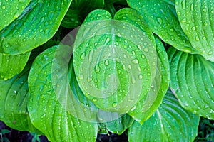 Gently green leaves of hosta with drops of dew_