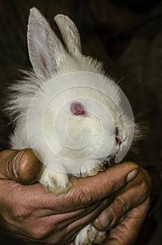 Gently hugging and protecting the little white rabbit, the rough hands of a man
