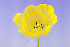 Open Yellow Tulip on Light Purple Gradient Background