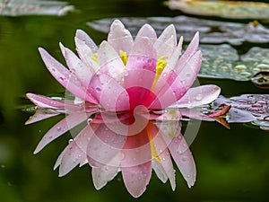 Gently pink beautiful water lily or lotus flower Marliacea Rosea in old pond. Petals of Nymphaea are reflected along with plants i