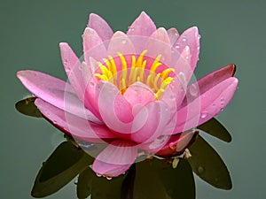 Gently pink beautiful water lily or lotus flower Marliacea Rosea in old pond. Petals of Nymphaea are reflected along with plants