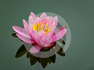 Gently pink beautiful water lily or lotus flower Marliacea Rosea in old pond. Petals of Nymphaea are reflected along with plants i