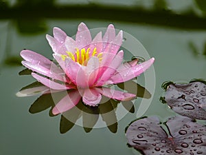 Gently pink beautiful water lily or lotus flower Marliacea Rosea in old pond. Petals of Nymphaea are reflected along with plants i