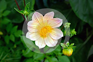 Gently pink dahlia flower top view. This type refers to single or simple.