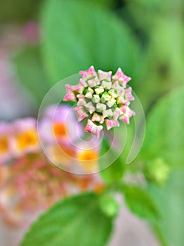 Gently pink flower lantana camara blooming in spring or summer in garden with pretty blurred background ,lovely card ,sweet color