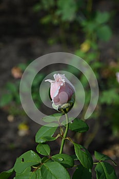 gently pink rose in the bud, rosa, knospe