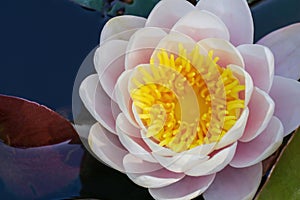 Gently pink water lily flower with a yellow center in a pond on green leaves top view