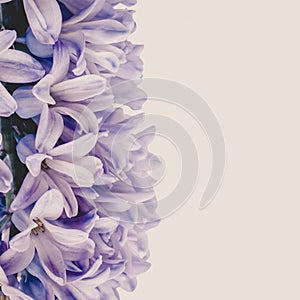 Gently purple hyacinth flower isolated on lilac background. Closeup.