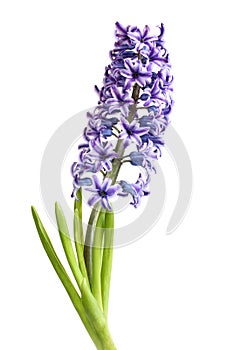 Gently purple hyacinth flower isolated on white background