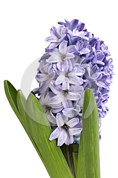 Gently purple hyacinth flower isolated on white background.