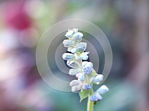Gently Purple Salvia farinacea sage flower in garden with soft selective focus ,delicate dreamy beauty of nature pretty background