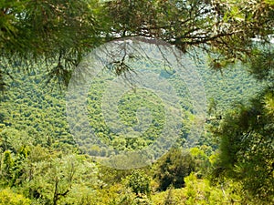 Gently sloping mountain, covered by forest