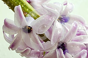 Gently violet blossoming out flower of hyacinth with droplets of water