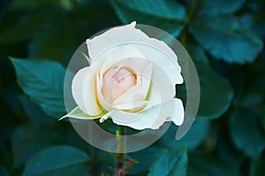 Gently white-beige rose close-up. Beautiful floral background. Valentine's day and holidays. Love