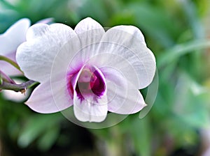 Gently white-purple flower orchids  cooktown ,Dendrobium bigibbum blooming in garden tropical ,soft selective focus for pretty