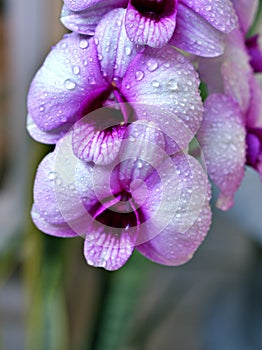 Gently white-purple flower orchids  cooktown ,Dendrobium bigibbum blooming in garden tropical ,soft selective focus for pretty