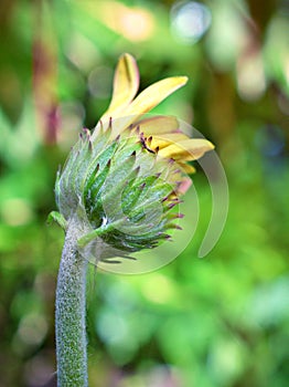 Gently yellow daisy flower Transvaal Gerbera in garden with soft selective focus for pretty green blurred background ,macro image