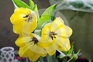Gently yellow three tulips on houme background